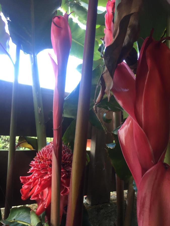 Coeur Creole Hotel Le Tampon Bagian luar foto